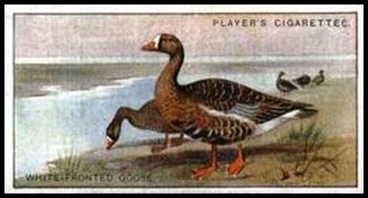 21 White fronted Goose